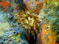 Anemona - Bocacangrejo (3)